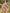 Pink Floral Chiffon Puff Sleeves Maxi Dress