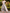 Satin Elegant Midi Dress