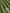 Olive Drab Halter Neck Chiffon 3D Flower Maxi Dress