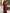 Solid Color Chiffon Shawl Sleeves With A Cinched Waist Maxi Dress