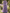 Purple Chiffon Floral Shawl Maxi Dress
