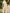 Chiffon Lace Round Neckline Jumpsuit