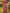 Rose Pink Chiffon Printed V-Neck Fitted Waist Maxi Dress