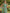 Sage Green One Shoulder Chiffon Ribbon Fishtail Maxi Dress