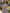 Taro Purple Stand Up Collar Fitted Waist Pleated Chiffon Midi Dress