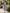 Taro Purple Stand Up Collar Fitted Waist Pleated Chiffon Midi Dress