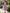 Taro Purple Stand Up Collar Fitted Waist Pleated Chiffon Midi Dress