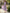 Taro Purple Stand Up Collar Fitted Waist Pleated Chiffon Midi Dress