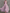Chiffon V-neck Halter Neck Ruffled Trim Cinched Waist Maxi Dress