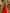 Orange Red Deep V-neck Backless Mesh Cake Layer Midi Dress