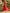Orange Red Deep V-neck Backless Mesh Cake Layer Midi Dress