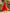 Orange Red Deep V-neck Backless Mesh Cake Layer Midi Dress