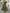 Olive Green V-neck Puff Sleeve Chiffon Maxi Dress