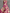 Rose-Pink Chiffon Printed Halter-Neck Maxi Dress with Cinched Waist