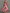 Rose-Pink Chiffon Printed Halter-Neck Maxi Dress with Cinched Waist