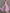 Chiffon V-neck Halter Neck Ruffled Trim Cinched Waist Maxi Dress