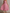 Chiffon Strapless Rose Print Midi Dress