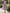Taro Purple Stand Up Collar Fitted Waist Pleated Chiffon Midi Dress