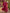 Rose Pink Deep V-Neck Batwing Sleeve Loose Chiffon Maxi Dress
