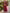 Rose Pink Deep V-Neck Batwing Sleeve Loose Chiffon Maxi Dress