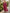 Rose Pink Deep V-Neck Batwing Sleeve Loose Chiffon Maxi Dress