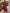 Rose Pink Deep V-Neck Batwing Sleeve Loose Chiffon Maxi Dress