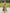 Olive Green Base With Pink Floral Print Off Shoulder Design Maxi Dress