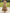 Olive Green Base With Pink Floral Print Off Shoulder Design Maxi Dress