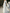 One‑Shoulder Draped Chiffon Flowy Cape Strap A‑Line Maxi Dress
