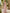 Mauve Pink Bateau Neck Long Lace Sleeve Maxi Dress