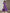 Chiffon Solid Color Lotus Leaf Sleeves Midi Dress