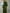 Olive A-Line Long Sleeve Velvet Maxi Dress