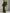 Olive A-Line Long Sleeve Velvet Maxi Dress