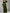 Olive A-Line Long Sleeve Velvet Maxi Dress