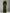 Olive A-Line Long Sleeve Velvet Maxi Dress