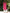 Rose Red Round Neck Wide Leg Pants 2-Piece Suit