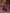 Rose Red Wedding Evening Party Satin Printed Midi Dress